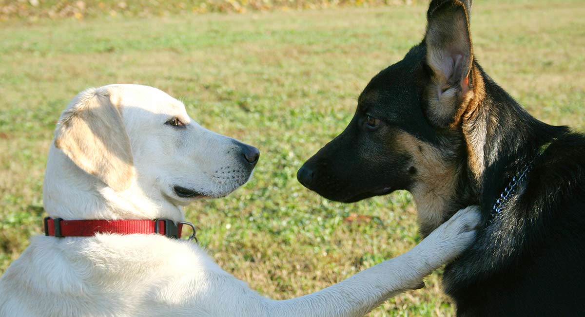 拉布拉多犬与德国牧羊犬一起玩耍