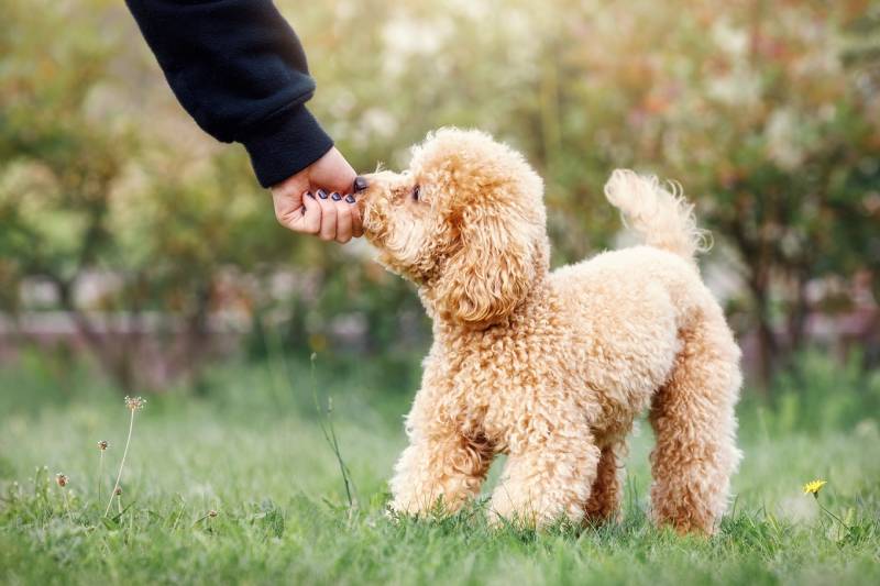 如何教泰迪犬正确的社交行为？