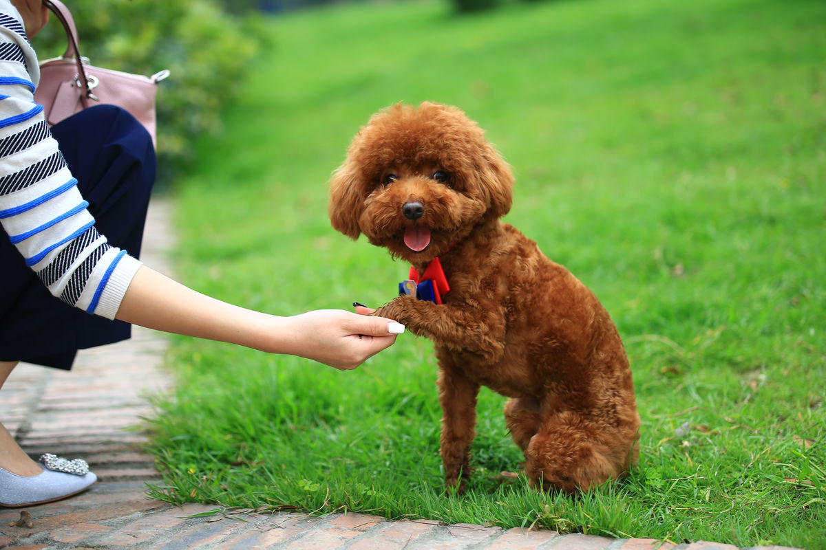 接受主人训练的泰迪犬