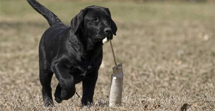 到野外上厕所的黑色拉布拉多犬