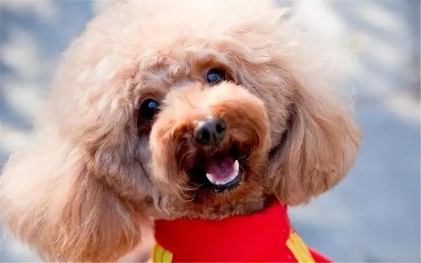 主人需要定期观察泰迪犬的眼睛