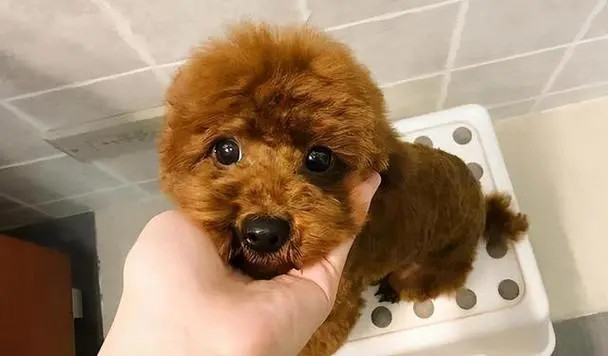 泰迪犬的眼睛需要额外的护理吗？
