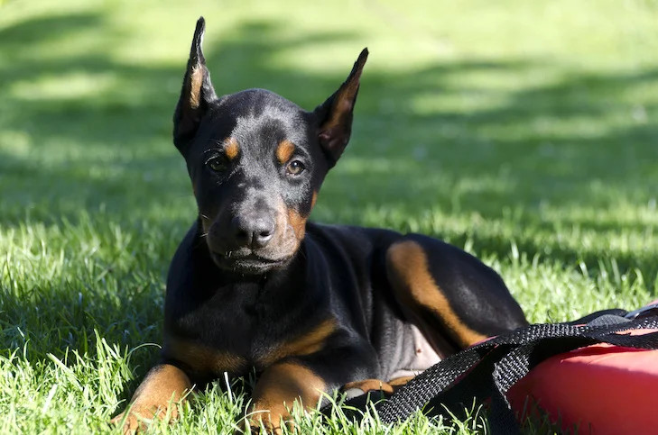 毛发梳理后的杜宾犬幼犬