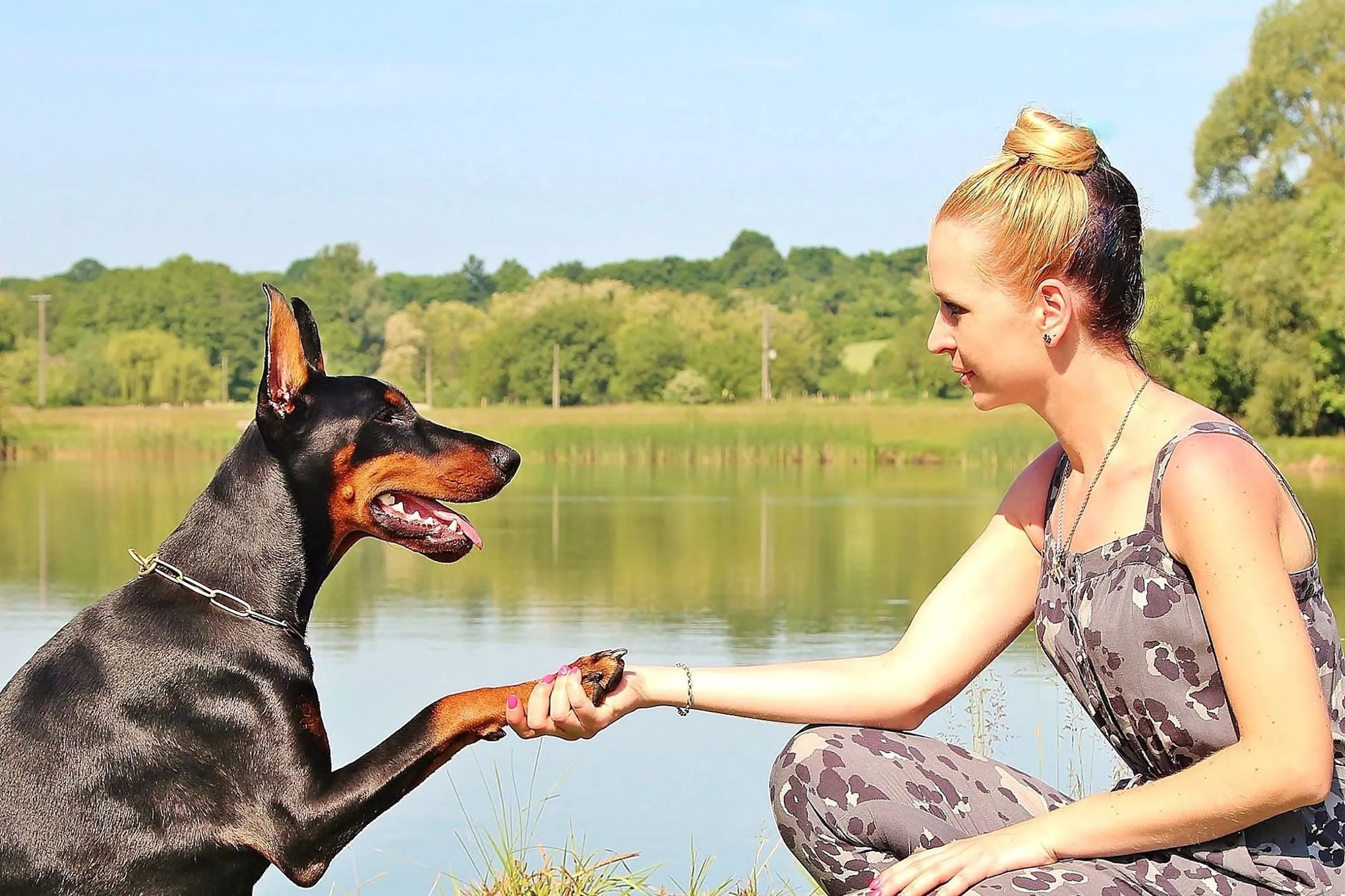 女主人与杜宾犬握手表示赞扬