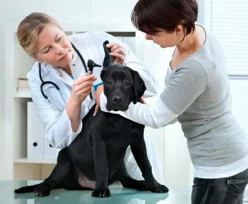 接受医生治疗的拉布拉多犬