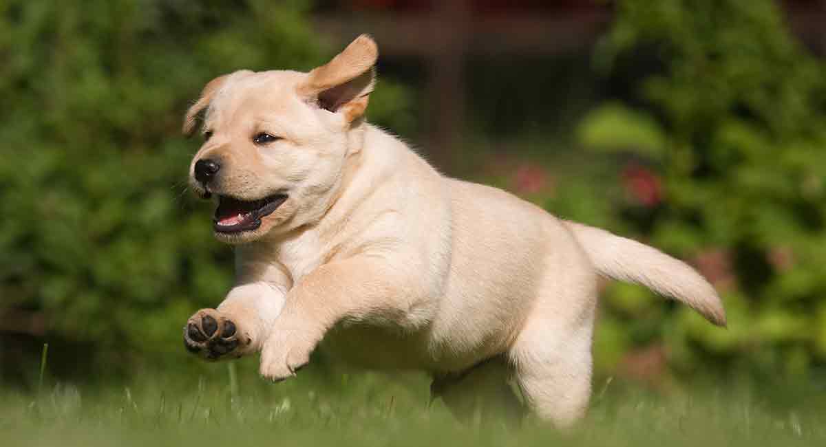 拉布拉多犬对陌生人友善吗？ 