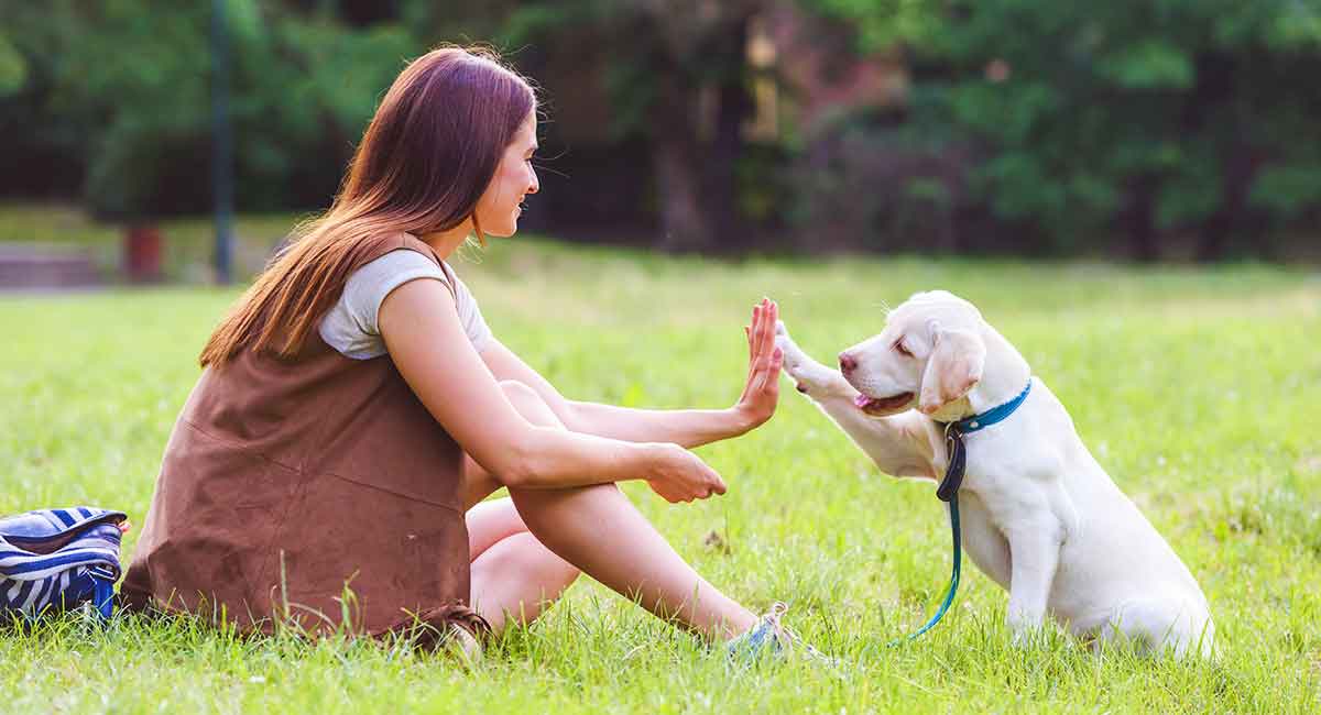 接受训练的拉布拉多犬
