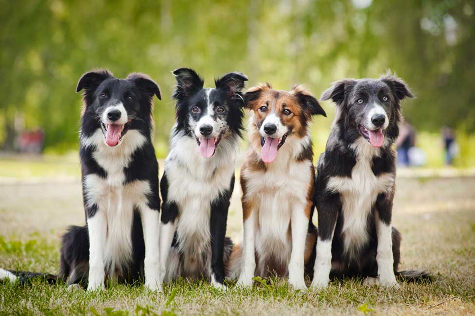 如何保持边境牧羊犬的骨骼健康？