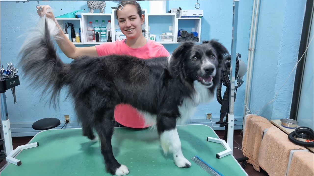 如何给边境牧羊犬修剪尾巴周围的毛发？