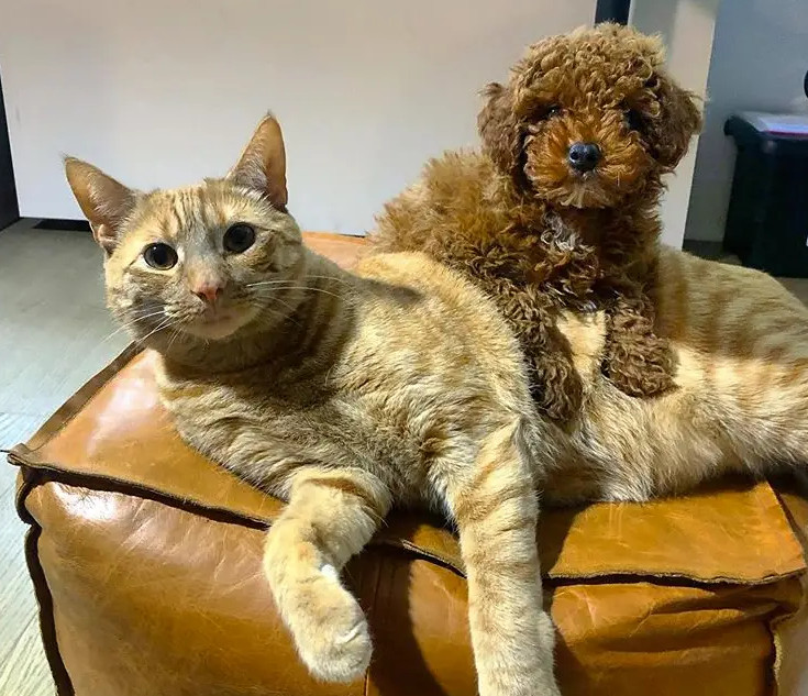 泰迪犬与中华狸花猫和睦相处