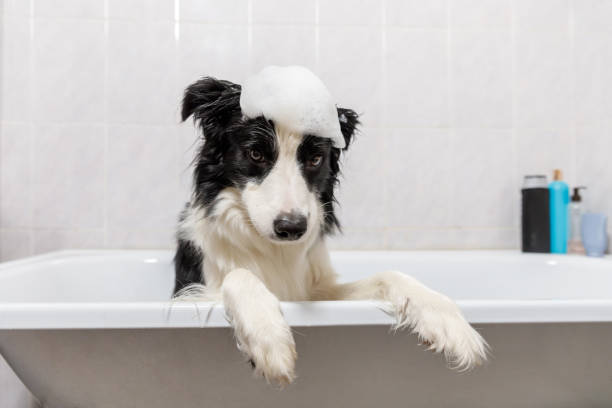 正在接受洗澡的边境牧羊犬