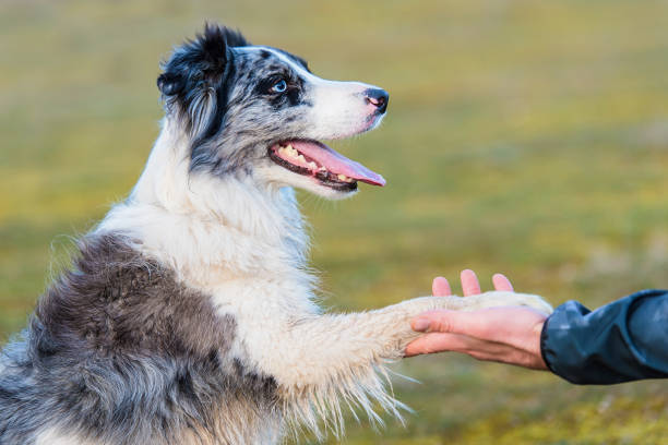 主人在与边境牧羊犬互动