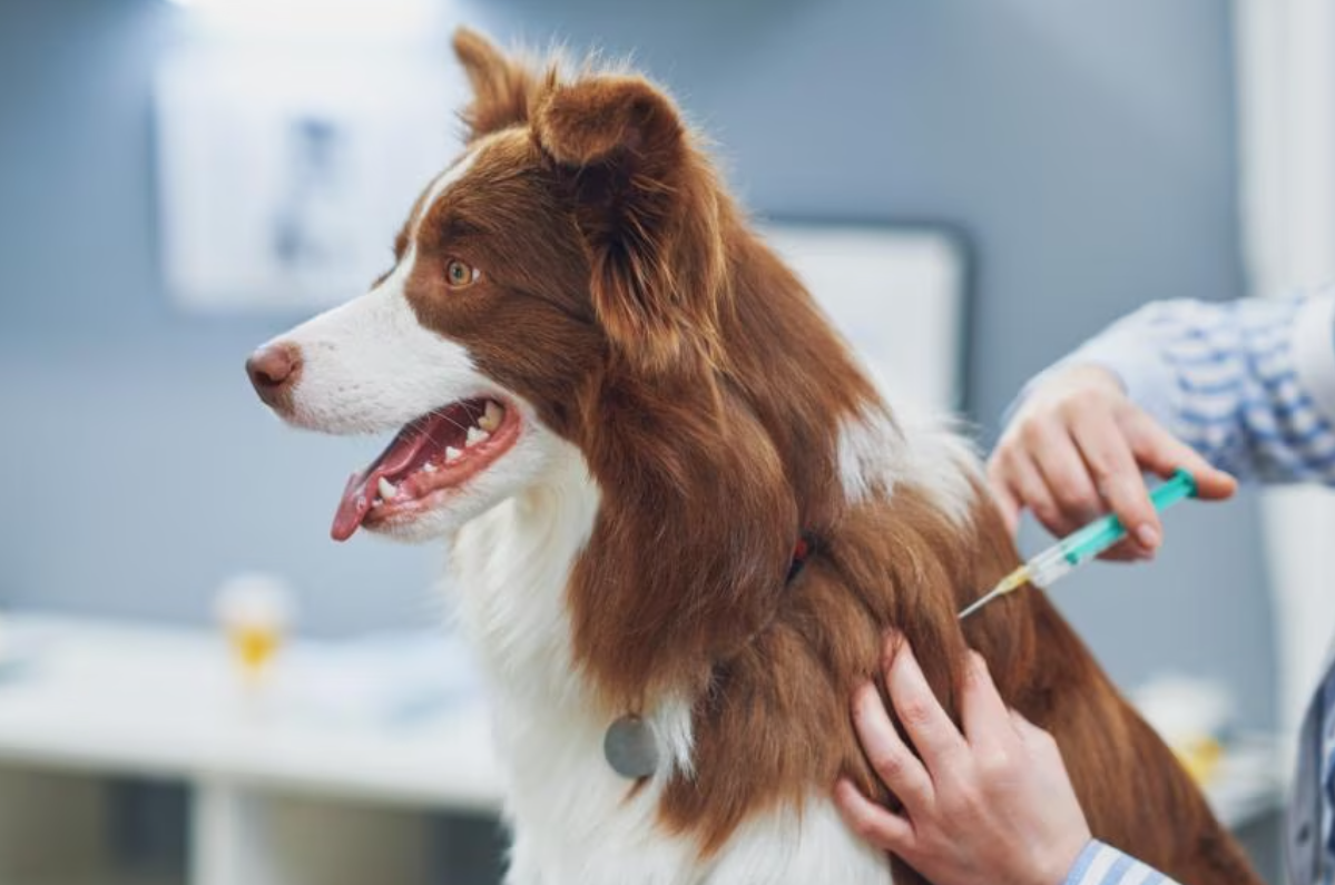 如何进行边境牧羊犬的早期肿瘤筛查？