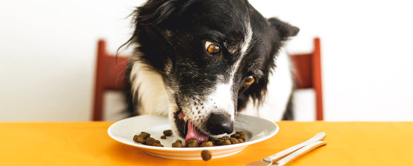 如何合理搭配边境牧羊犬的食谱？