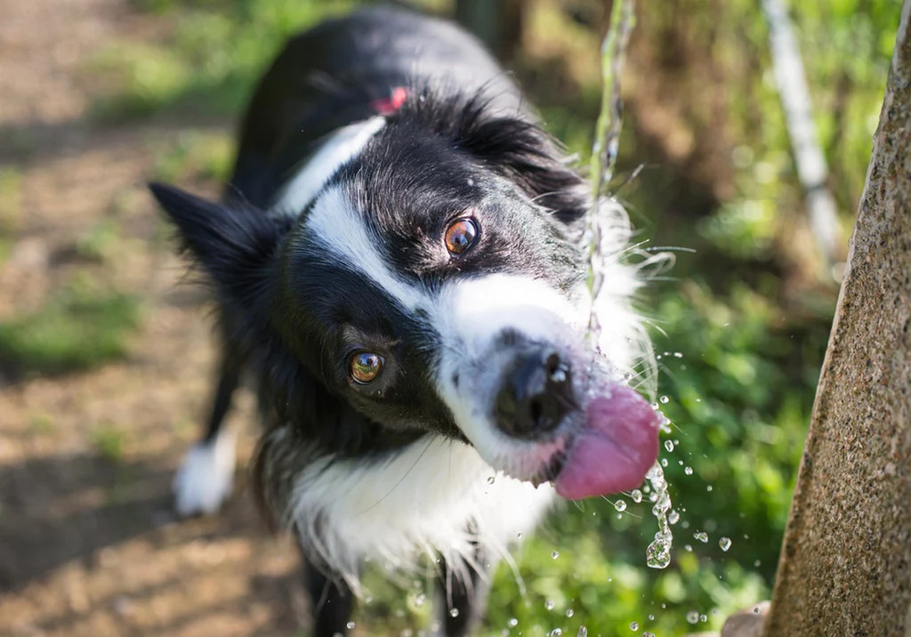 正在喝水的边境牧羊犬