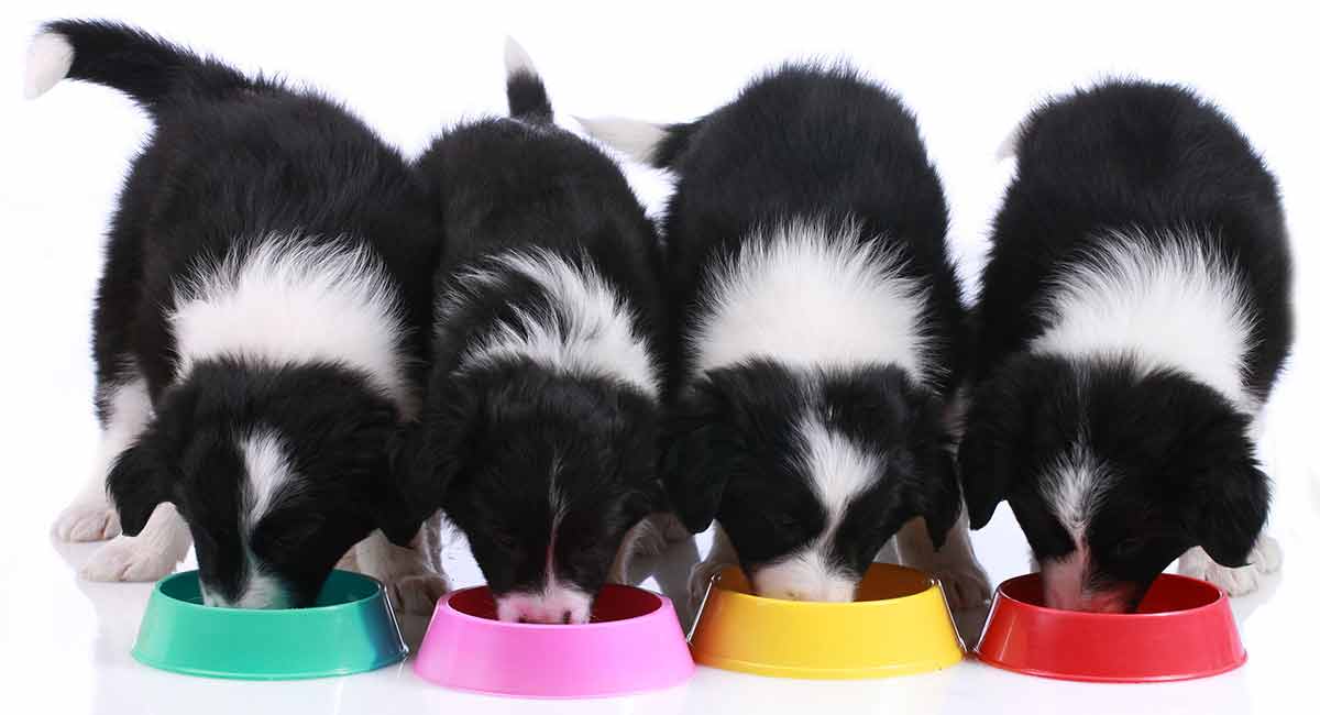 如何处理边境牧羊犬的挑食问题？