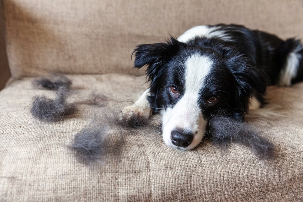 边境牧羊犬的毛发需要进行打薄吗？