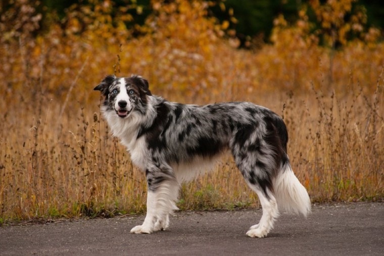 如何使边境牧羊犬的毛发保持光泽？ 