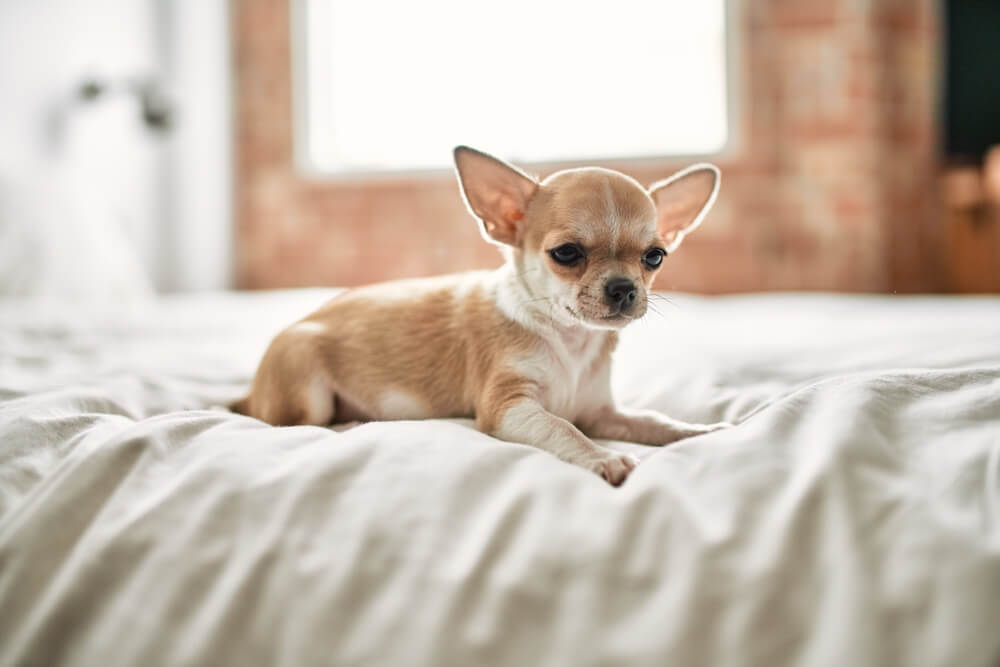 绝育前的吉娃娃幼犬