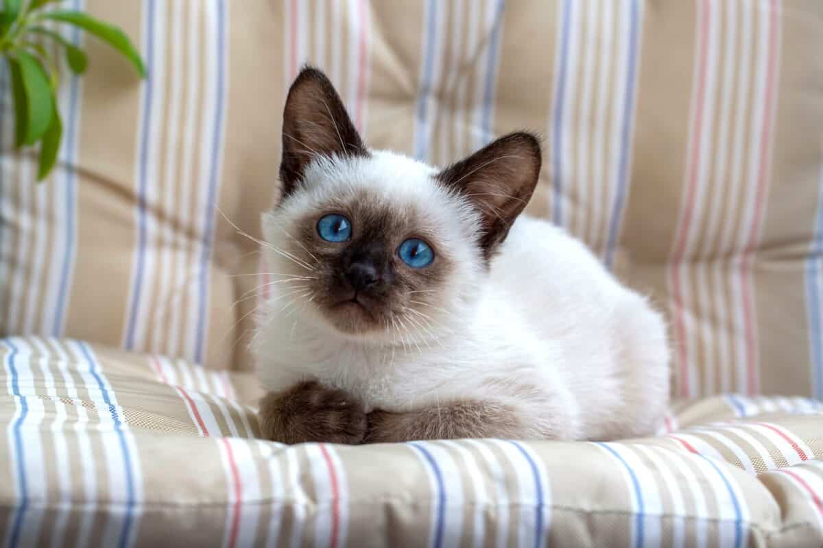 如何训练暹罗猫学会坐下？