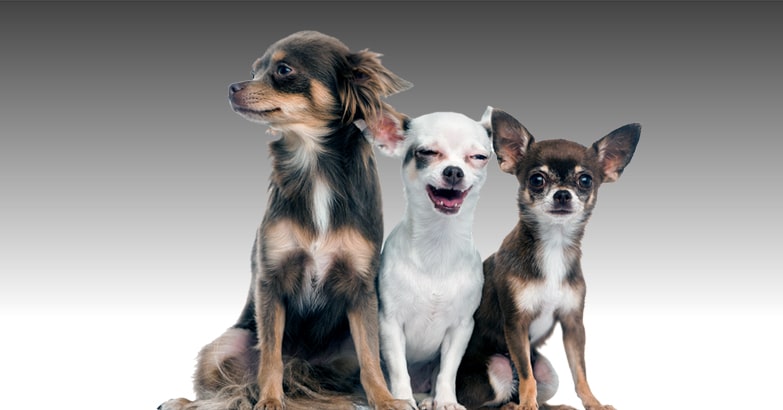 吉娃娃犬是否需要定期健康检查？