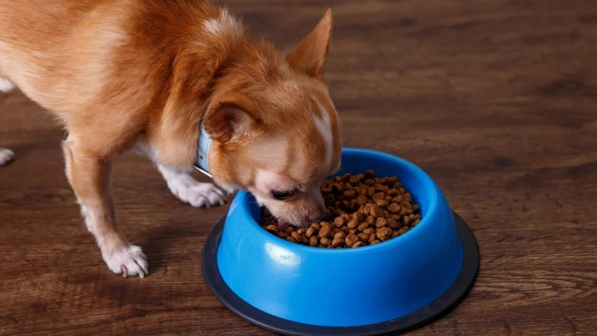 正在吃营养餐的吉娃娃犬