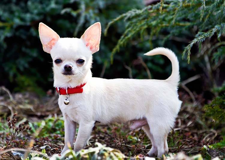 户外接受锻炼的白色吉娃娃犬