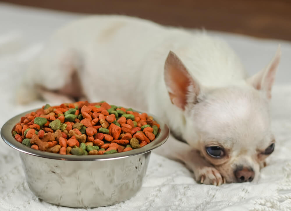 吉娃娃犬与它的食物