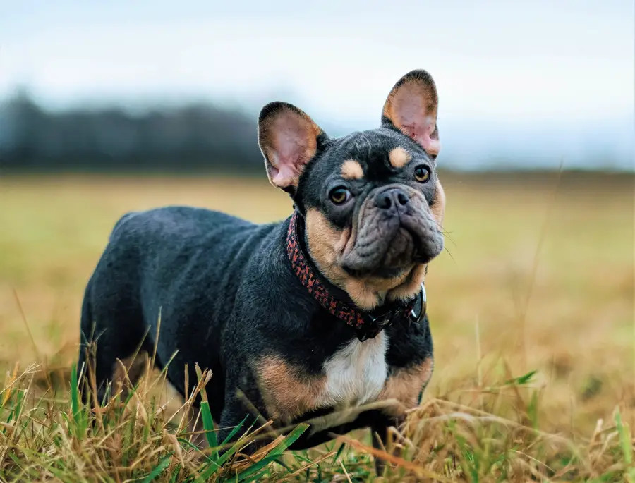 如何为法国斗牛犬设置合适的饮食计划和时间？