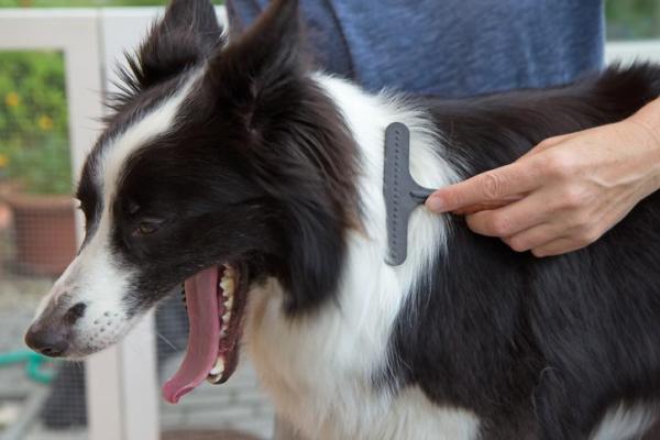 主人在给边境牧羊犬梳理毛发