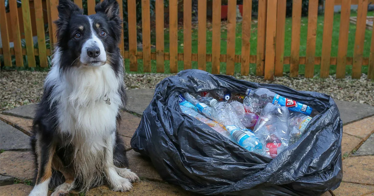 如何训练边境牧羊犬在家里不翻垃圾桶？