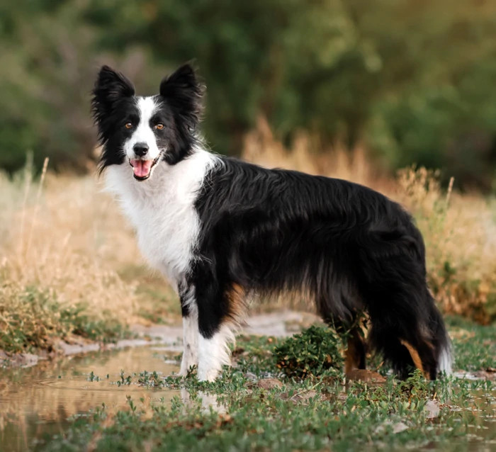 边境牧羊犬的毛发需要进行定期修剪来防止过长吗？