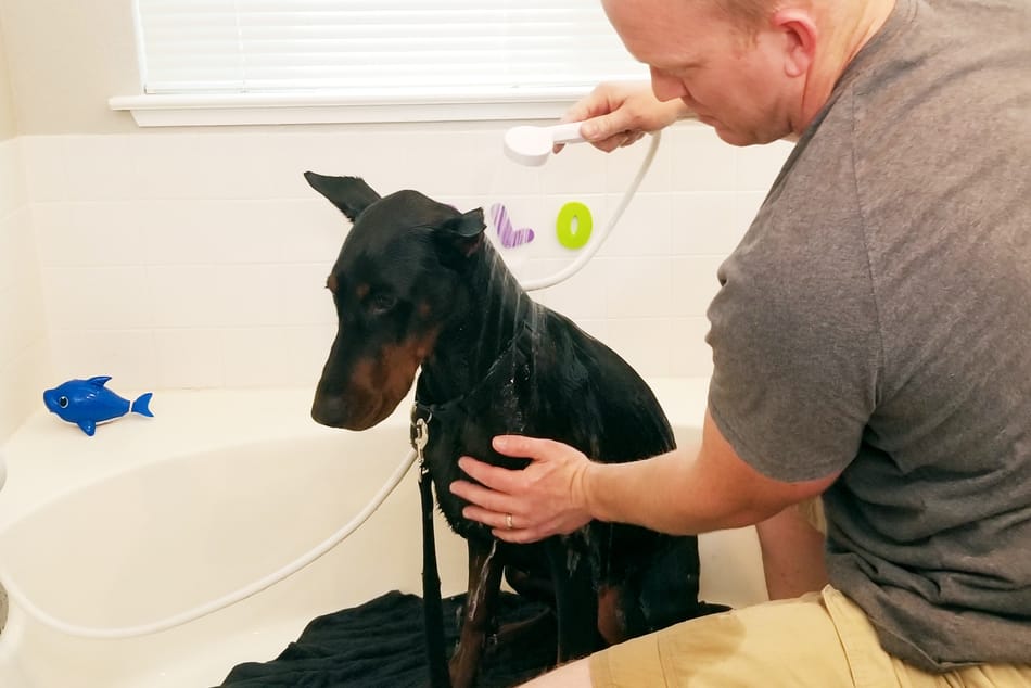 正在洗澡的杜宾犬