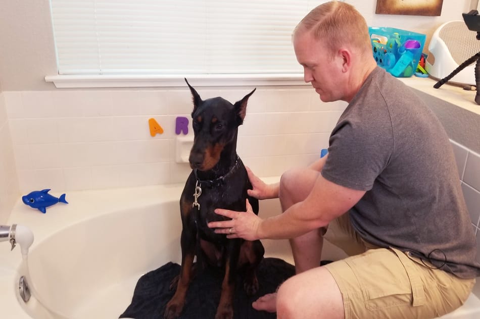 洗澡结束后的杜宾犬