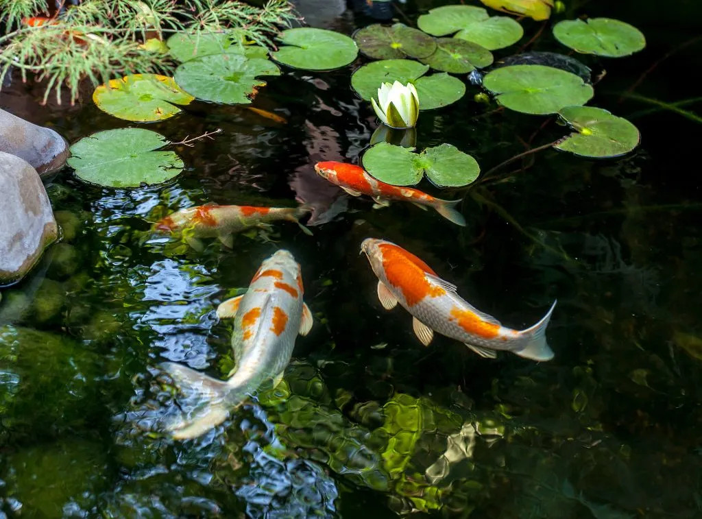 在适宜的水温中生活的锦鲤