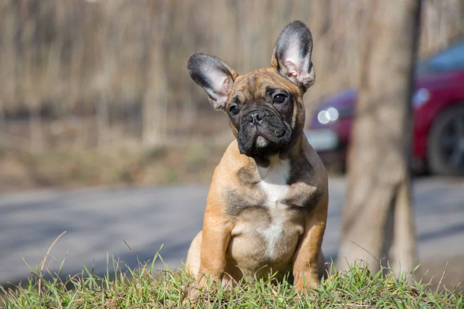 如何训练法国斗牛犬大小便呢?