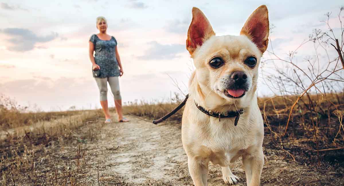 吉娃娃犬是否容易训练？