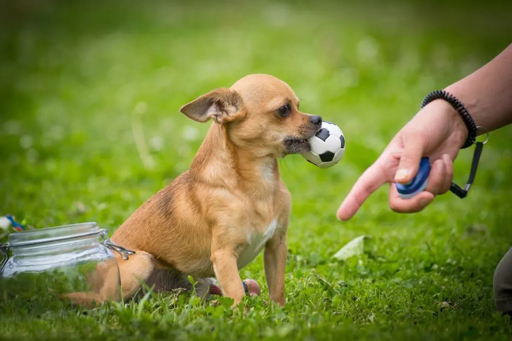 正在接受训练的吉娃娃犬