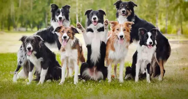 各种颜色的边境牧羊犬