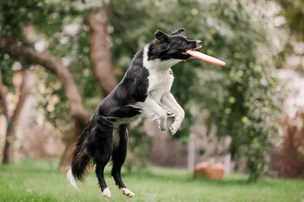 户外接受训练的边境牧羊犬