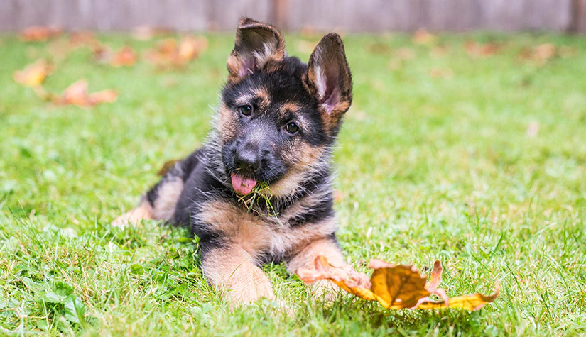 德国牧羊犬在换毛期间需要特殊的护理吗？