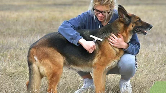 主人在给德国牧羊犬梳理毛发