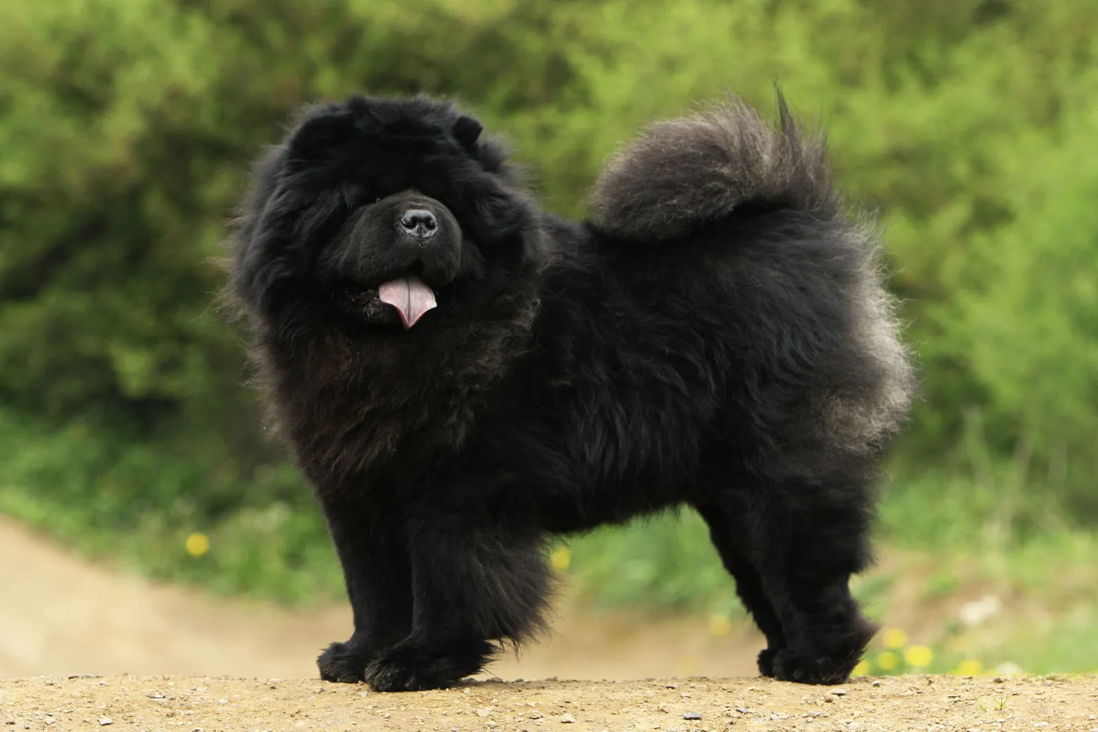 松狮犬的毛发需要特殊的护理吗？