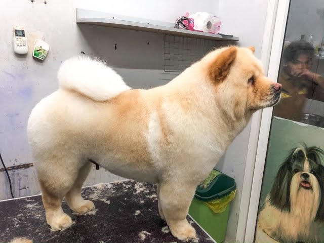 毛发修剪后的松狮犬