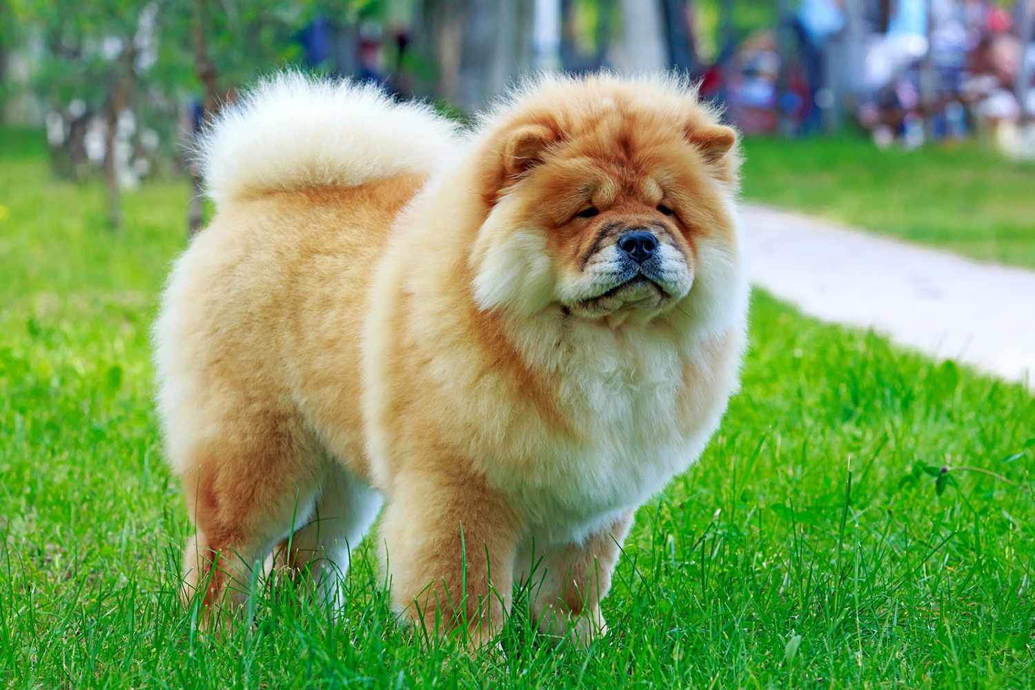 松狮犬是否适合在农村生活?