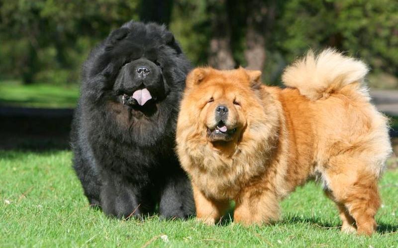 两只松狮犬在一起玩耍