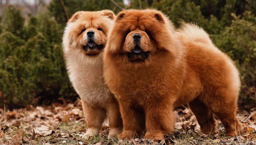 松狮犬是否需要定期美容？
