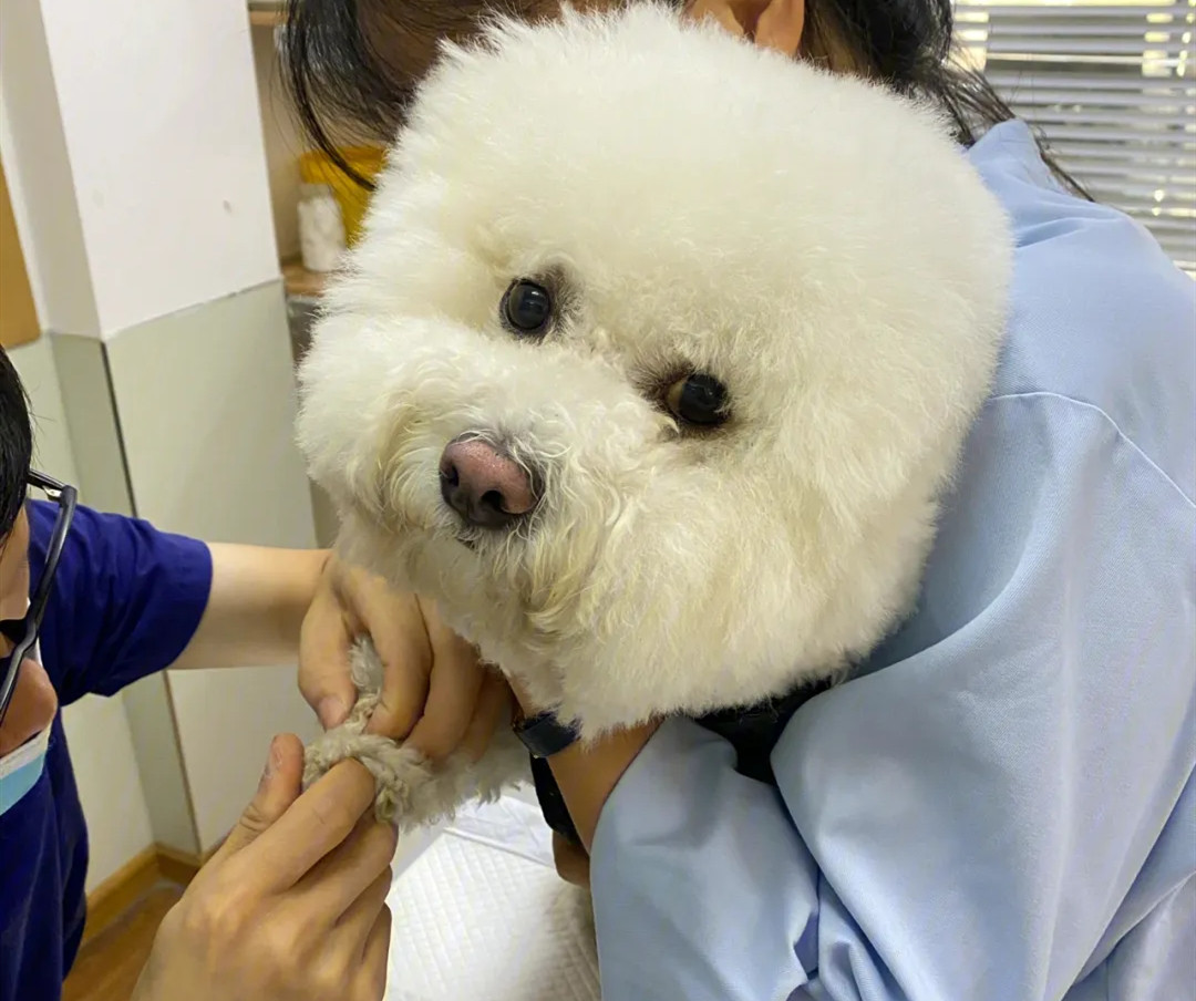 医生正在为比熊犬进行驱虫
