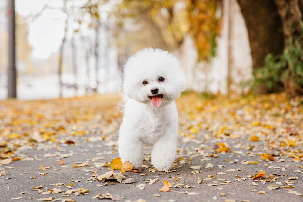 户外锻炼的比熊犬