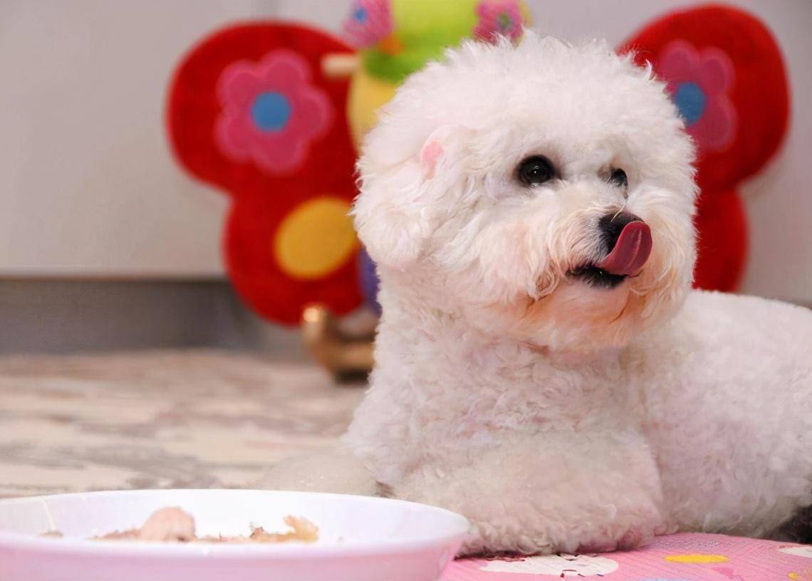 比熊犬的饮食时间应该如何安排？